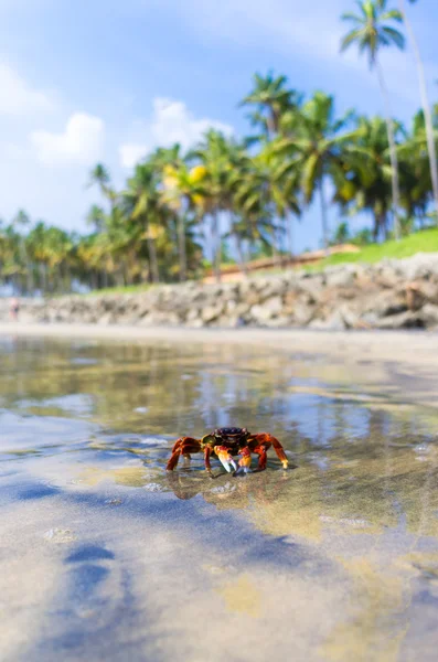 螃蟹在热带小岛上 — 图库照片