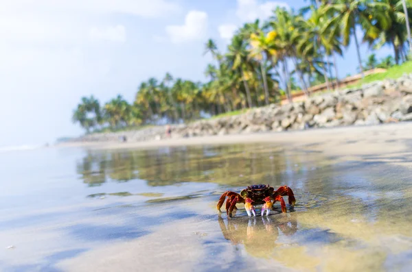 螃蟹在热带小岛上 — 图库照片