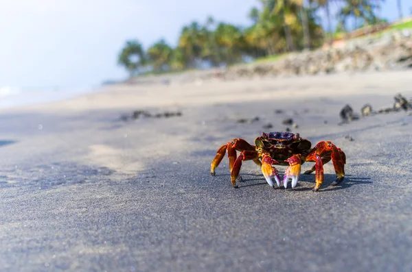 Krabbe auf der tropischen Insel — Stockfoto