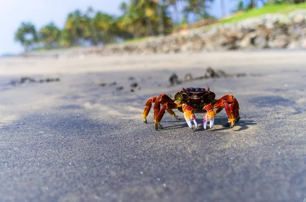 Caranguejo na ilha tropical — Fotografia de Stock