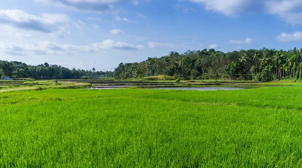 pirinç alanında Bayındırlık üzerinden yatay görünüm. Kerala, Hindistan