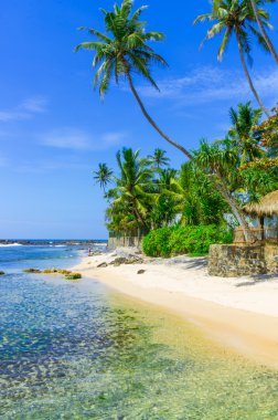 sri Lanka tropikal plaj
