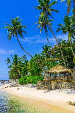 sri Lanka tropikal plaj