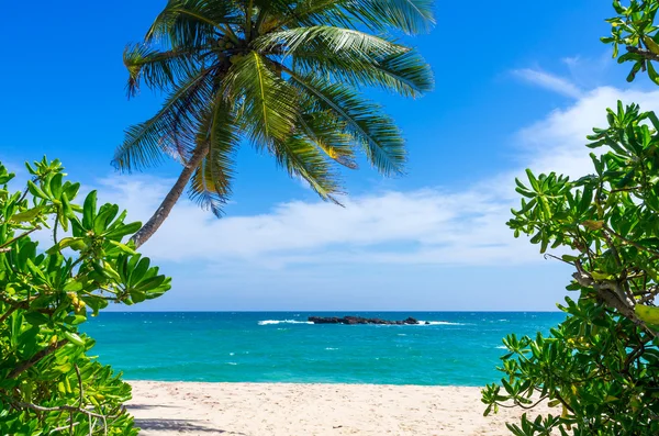 Praia tropical no Sri Lanka — Fotografia de Stock