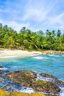 sri Lanka tropikal plaj