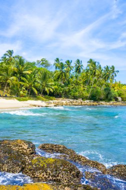 sri Lanka tropikal plaj