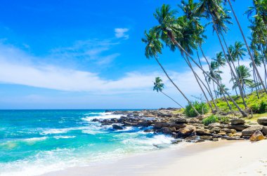 sri Lanka tropikal plaj