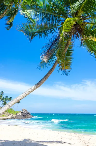 Тропический пляж Шри-Ланки — стоковое фото