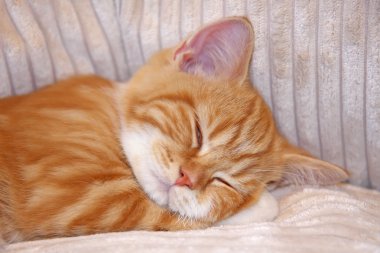 Uyuyan Kedi