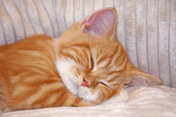 Gatito dormido — Foto de Stock