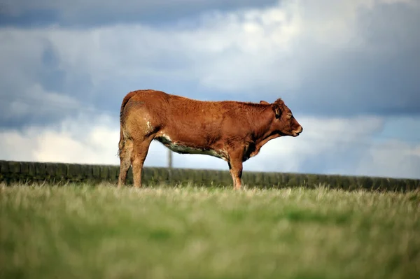 Photo of a Cow in a field — Stock Photo, Image