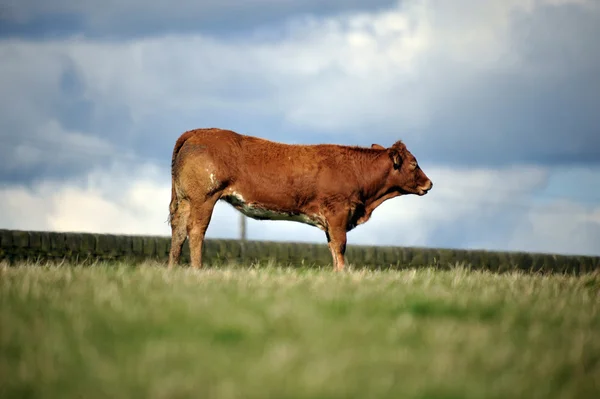 Photo d'une vache dans un champ — Photo