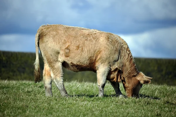 Cow grazing in a field — Stock Photo, Image