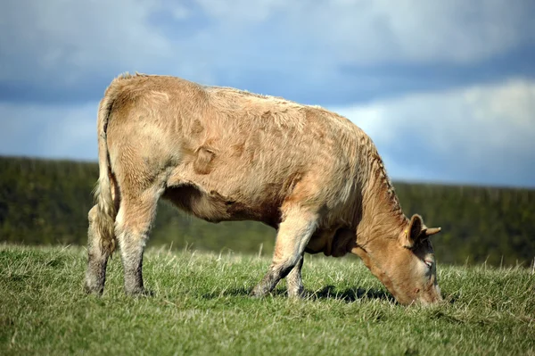 Photo d'une vache dans un champ — Photo