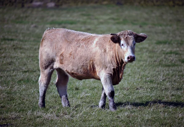 Photo d'une vache dans un champ — Photo