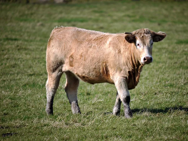 Photo d'une vache dans un champ — Photo