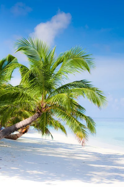 Playa en isla tropical — Foto de Stock