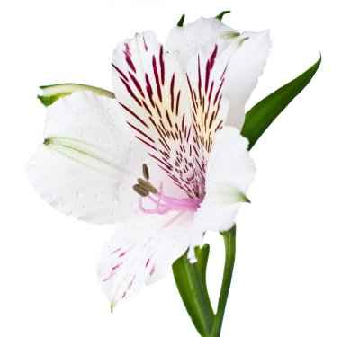 alstroemeria çiçek closeup, izole