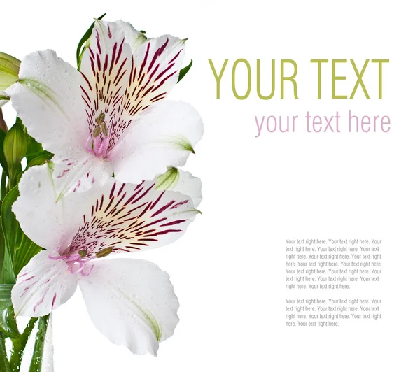 準備ができてテンプレート白いアルストロメリアの花 — ストック写真