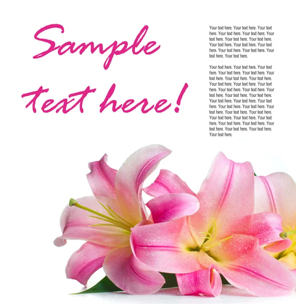 Pink lilies isolated, ready template — Stock Photo, Image