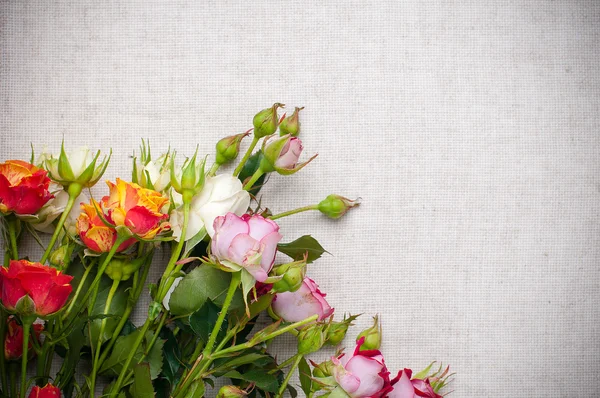 Разноцветные розы на льняной ткани — стоковое фото