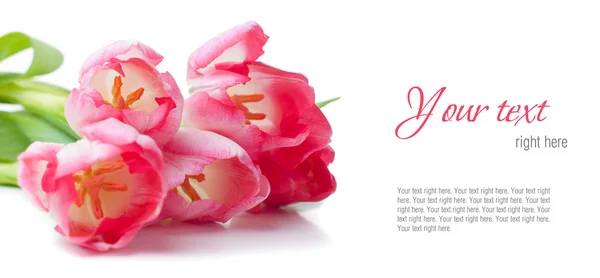 Růžové tulipány na bílém pozadí, připravené šablony — Stock fotografie