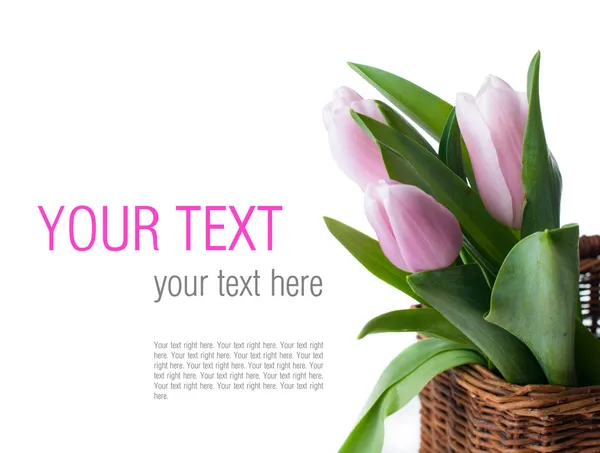 Pink tulips in a wicker basket, isolated — Stock Photo, Image