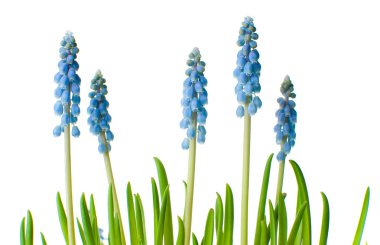 izole mavi muscari çiçekler