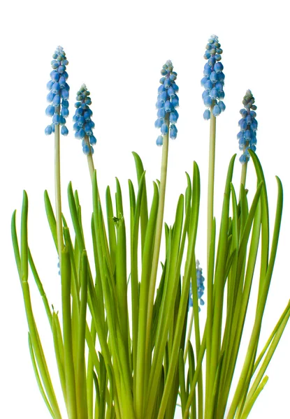 Blå muscari blommor, isolerade — Stockfoto