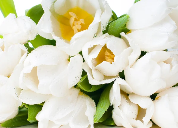 Grote boeket van witte tulpen — Stockfoto