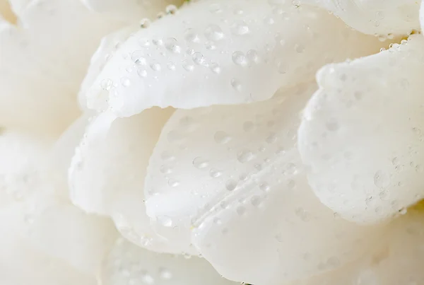 White tulip petals with water drops — Stock Photo, Image