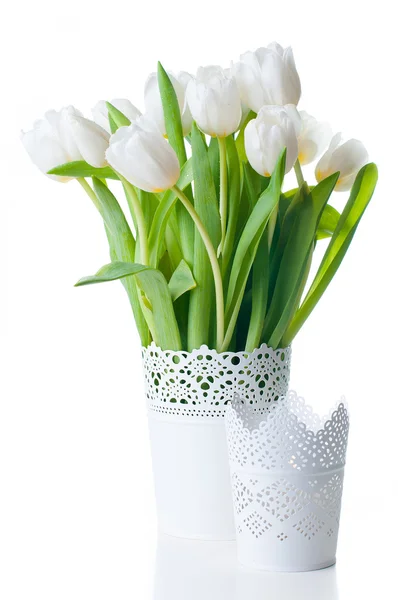 Bouquet of white tulips — Stock Photo, Image