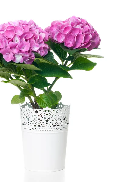 Pink hydrangea flowers — Stock Photo, Image