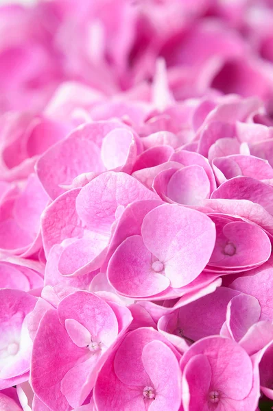 Kwiaty i płatki różowy hortensji — Zdjęcie stockowe