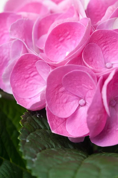 Květy a lístky růžové hortenzie — Stock fotografie