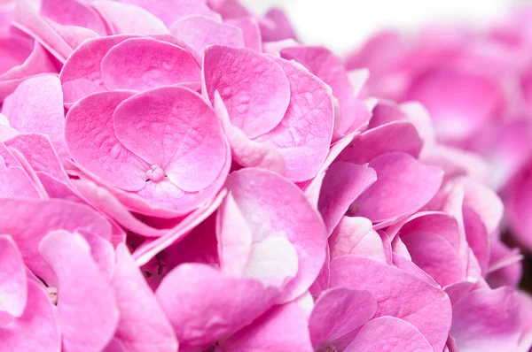 Flowers and petals of pink hydrangea — Stock Photo, Image