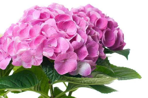 Růžové květy hortenzie — Stock fotografie