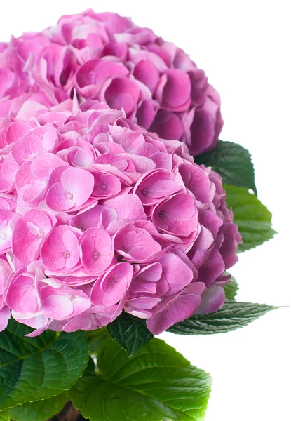 핑크히 드란게아 꽃 — 스톡 사진