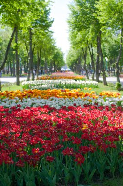 parlak renkli Lale Sokak