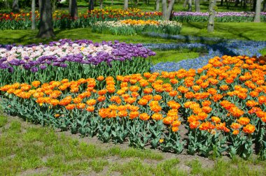 parlak Lale flowerbed