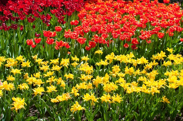 Цветочные клумбы из ярких тюльпанов — стоковое фото