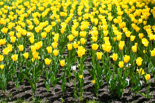 Lot of bright yellow tulips — Stock Photo, Image