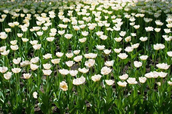 Lot of white tulips — Stock Photo, Image
