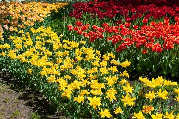 Lecho de flores de tulipanes brillantes —  Fotos de Stock