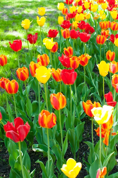 Красные, оранжевые и желтые тюльпаны — стоковое фото