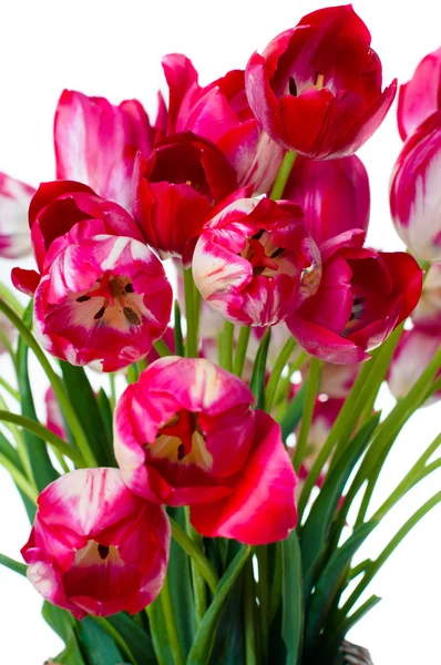 Leuchtend rosa Tulpen Nahaufnahme — Stockfoto
