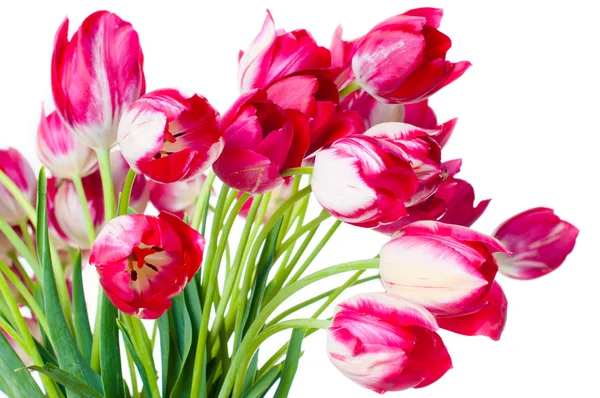 Closeup světlé růžové tulipány — Stock fotografie