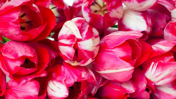 Tulipanes rosados primavera brillante —  Fotos de Stock