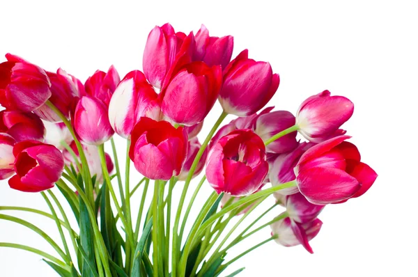 Leuchtend rosa Tulpen Nahaufnahme — Stockfoto