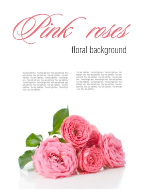 çiçek arka izole pembe Güllü